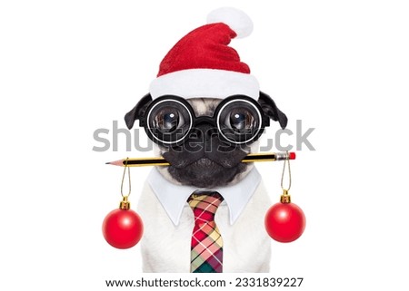 dumb crazy pug dog with nerd glasses as an office business worker with pencil in mouth , isolated on white background, on christmas holidays vacation with santa claus hat