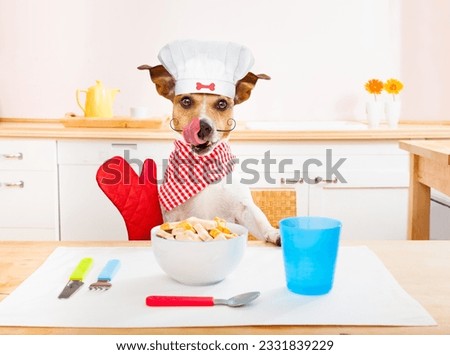 funny hungry jack russell dog in kitchen cooking or eating on table with white chef hat