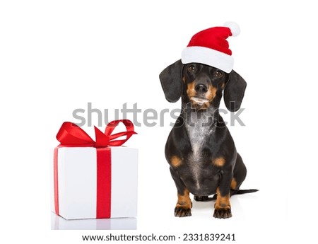 funny dachshund sausage santa claus dog on christmas holidays wearing red holiday hat, isolated on white background with a present or gift box