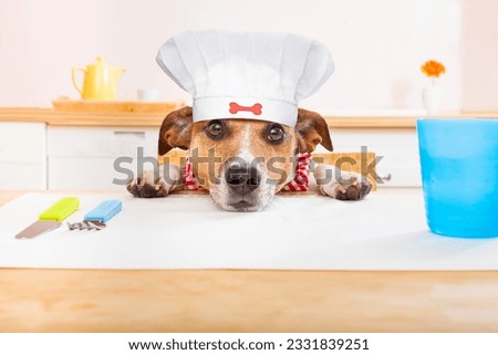 funny hungry jack russell dog in kitchen cooking or eating on table with white chef hat