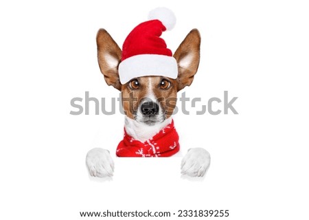christmas santa claus jack russell dog isolated on white background with red hat , behind white banner blank placard, funny crazy silly eyes