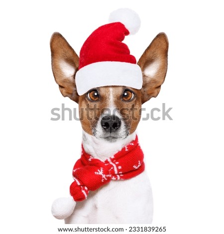 christmas santa claus jack russell dog isolated on white background with red holiday hat , funny crazy silly eyes