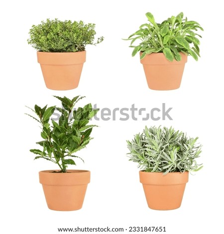 Herbs of golden thyme, variegated sage, bay and lavender growing in terracotta pots, over white background. Top left to bottom right.
