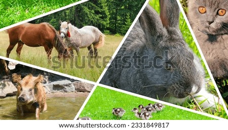 Mosaic photo collage of domestic animals.