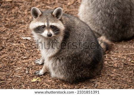 Cuttest Raccoon looking for the picture