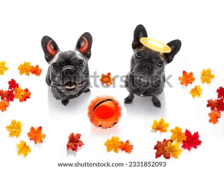 french bulldog dogs ghost for halloween , scary and spooky looking up to owner , for trick or treat with pumpkin lantern