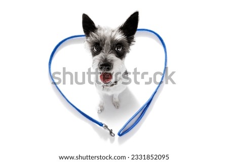 poodle dog looking up to owner waiting or sitting patient to play or go for a walk,in love with heart shape leash, isolated on white background