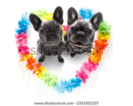 couple of french bulldog dogs in love for happy valentines day with rainbow flower chain in heart shape , looking up in wide angle