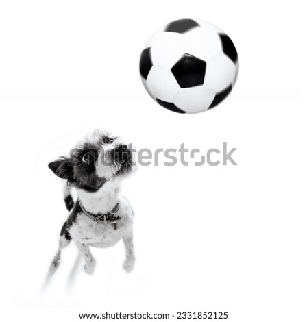 soccer poodle dog playing with leather ball , isolated on white background, wide angle fisheye view