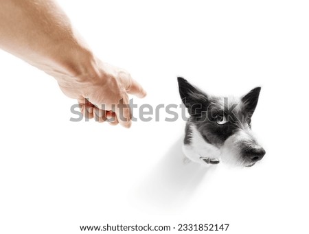poodle dog being punished by owner for very bad behavior , with finger pointing at dog