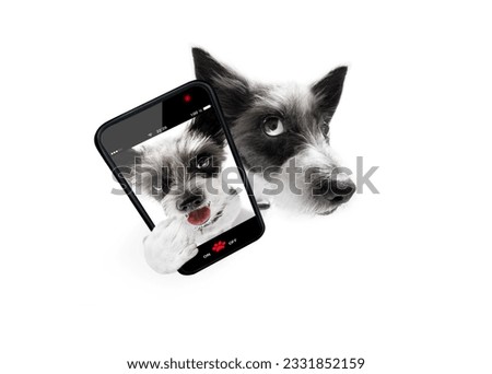 curious poodle dog looking up to owner waiting or sitting patient to play or go for a walk, taking a selfie with smartphone or cell phone