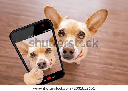 curious chihuahua dog looking up to owner waiting or sitting patient to play or go for a walk, taking a selfie with smartphone or cell phone