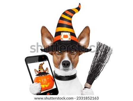 halloween devil jack russell dog scared and frightened, isolated on white background, wearing a witch hat taking a selfie with smartphone