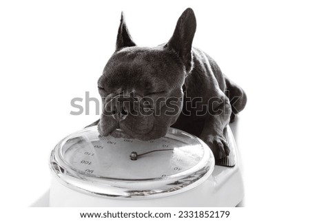 french bulldog dog with guilty conscience for overweight, and to loose weight , standing on a scale, isolated on white background