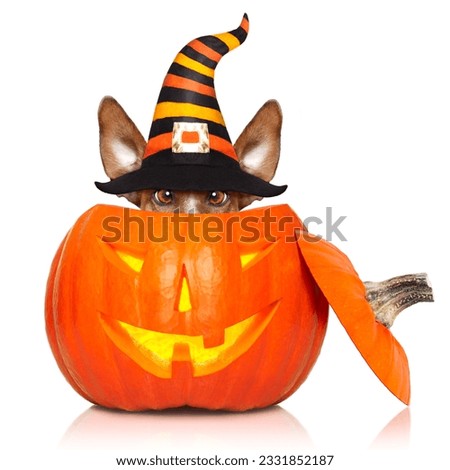 halloween devil jack russell dog inside pumpkin, scared and frightened, isolated on white background