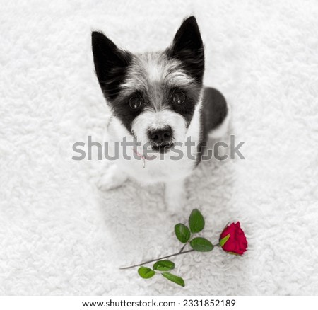 poodle dog in love for happy valentines day with petals and rose flower , looking up in wide angle