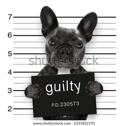 criminal mugshot of french bulldog dog at police station holding guilty placard , isolated on background
