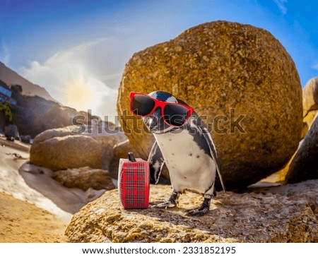 curious african penguin with funny sunglasses and bag or hand luggage at boulders beach in south africa standing on a rock
