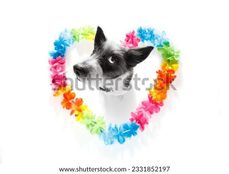 poodle dog in love for happy valentines day with rainbow flower chain in heart shape , looking up in wide angle