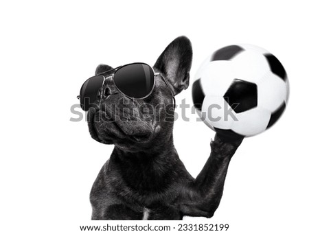 soccer french bulldog dog playing with leather ball , isolated on white background, wide angle fisheye view