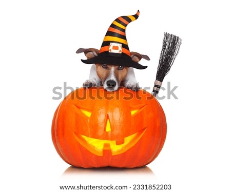 halloween devil jack russell dog on top of pumpkin, scared and frightened, isolated on white background