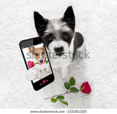 Poodle dog in love for happy valentines day with petals and rose flower , looking up in wide angle, taking a selfie with smartphone or cell phone