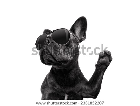 cool trendy posing french bulldog with sunglasses looking up like a model , isolated on white background, with paw high five