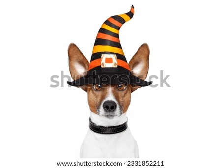 halloween devil jack russell dog scared and frightened, isolated on white background, wearing a witch hat
