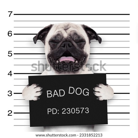 criminal mugshot of pug dog at police station holding placard , isolated on background