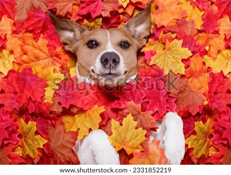 jack russell dog , lying on the ground full of fall autumn leaves, looking at you and lying on the back torso