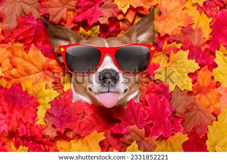 jack russell dog , lying on the ground full of fall autumn leaves, looking at you and lying on the back torso, wearing funny sunglasses, sticking out the tongue