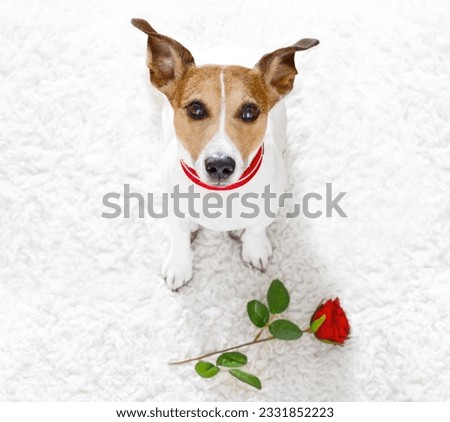 jack russel dog in love for happy valentines day with petals and rose flower , looking up in wide angle