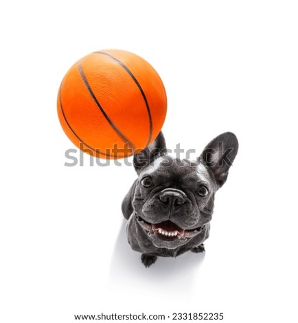 basketball french bulldog dog playing with ball , isolated on white background, wide angle fisheye view