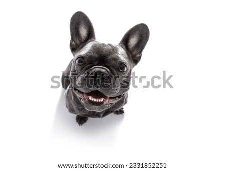 curious french bulldog dog looking up to owner waiting or sitting patient to play or go for a walk, isolated on white background