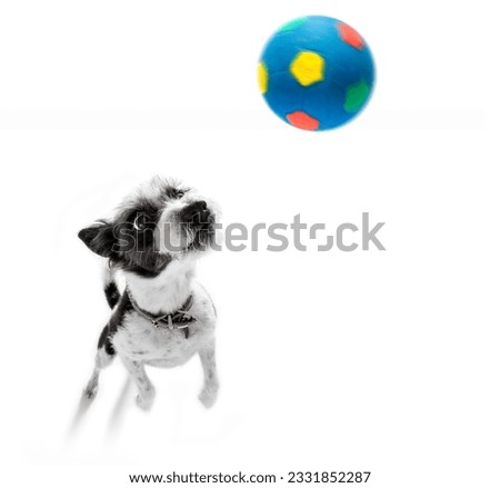 curious poodle dog catching , patient to play with owner , isolated on white background, wide angle fisheye view