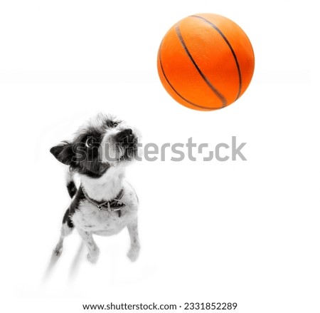 basketball poodle dog playing with ball , isolated on white background, wide angle fisheye view