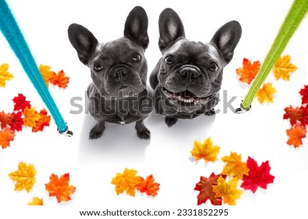 couple of french bulldog dog waiting for owner to play and go for a walk with leash in autumn or fall , leaves all around