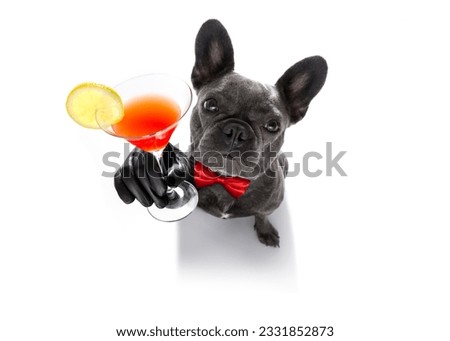 drunk french bulldog dog cheering a toast with martini cocktail drink , looking up to owner , isolated on white background