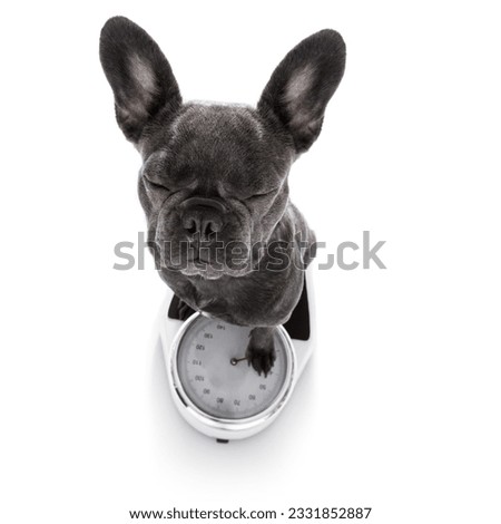 french bulldog dog with guilty conscience for overweight, and to loose weight , standing on a scale, isolated on white background
