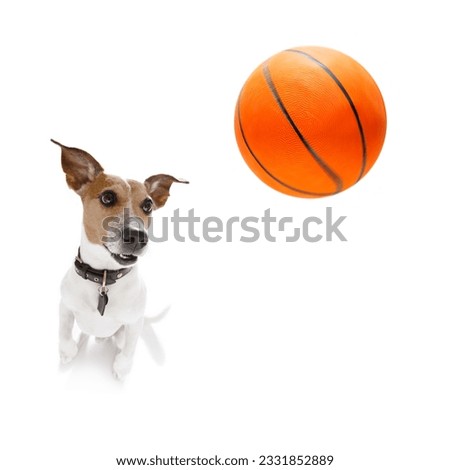 basketball jack russell dog playing with ball , isolated on white background, wide angle fisheye view