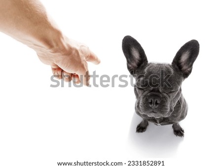 french bulldog dog being punished by owner for very bad behavior , with finger pointing at dog