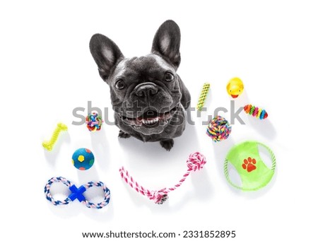 curious french bulldog dog looking up to owner waiting or sitting patient to play or go for a walk, isolated on white background, with a lot of pet toys Royalty-Free Stock Photo #2331852895