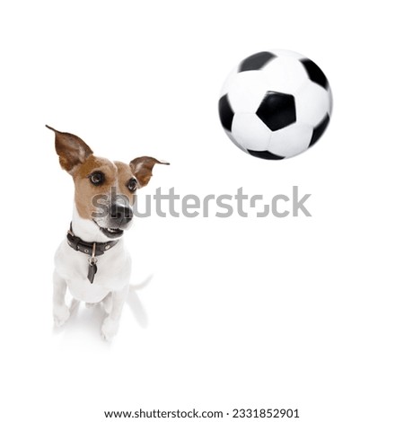 soccer jack russell dog playing with leather ball , isolated on white background, wide angle fisheye view
