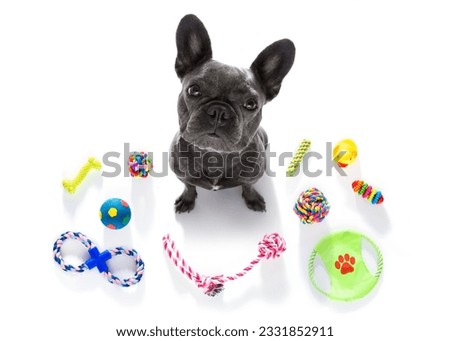 curious french bulldog dog looking up to owner waiting or sitting patient to play or go for a walk, isolated on white background, with a lot of pet toys