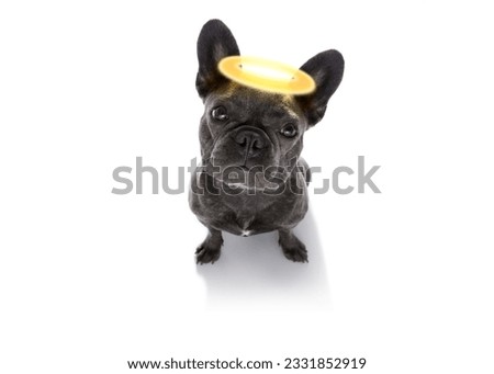 french bulldog dog with guilty conscience with angel halo on the head , isolated on white background