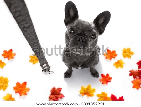 french bulldog dog waiting for owner to play and go for a walk with leash in autumn or fall , leaves all around