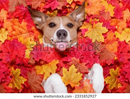 jack russell dog , lying on the ground full of fall autumn leaves, looking at you sticking out the tongue, lying on the back torso
