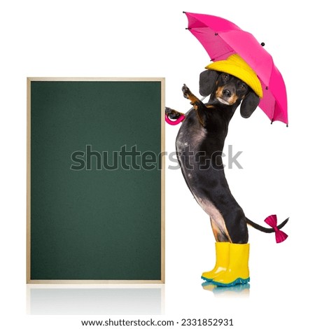 sausage dachshund dog , ready and prepared for rain or bad weather with rubber boots , hat and umbrella , isolated on white background, blackboard or banner placard to the side