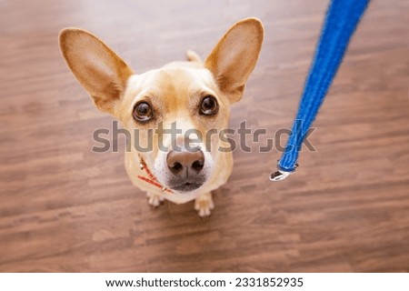 chihuahua dog waiting for owner to play and go for a walk with leash , isolated on wood background, wide angle view