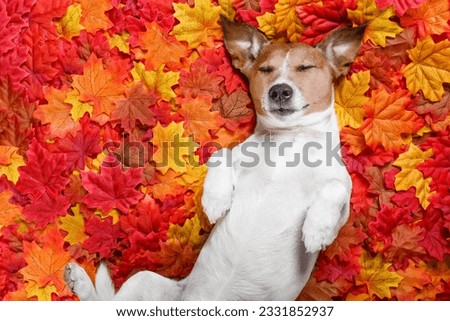 jack russell dog , lying on the ground full of fall autumn leaves, sleeping a siesta and lying on the back torso